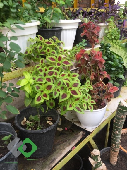 جداکننده‌های ترافیک و گلخانه ب1 - 3